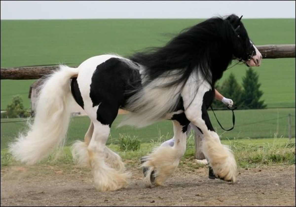 Friesian-Gypsy Vanner Crossbreed